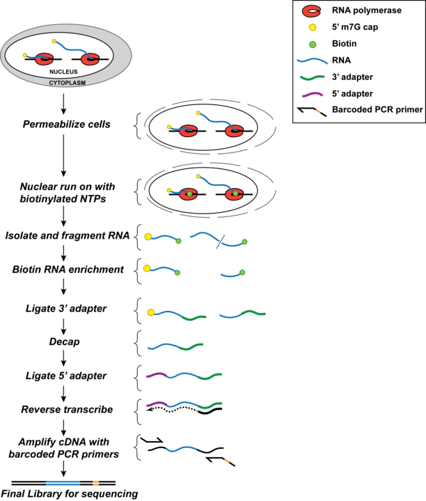 PRO-seq dia